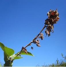 Small fruit branches and spurs can be killed by brwn rt fungus (Mnilia laxa r M.
