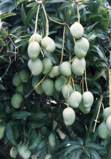 Boabab Mango Pawpaw Fruit to be