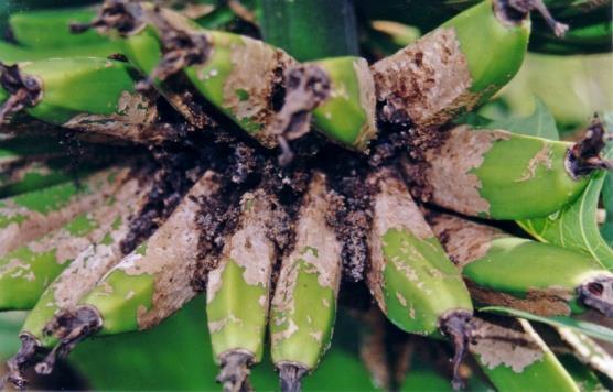 Pests, disease and deficiencies Banana scab moth damage If plants
