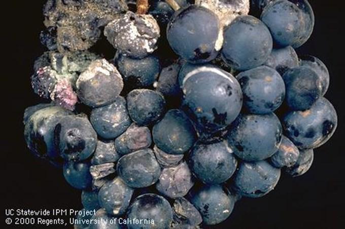 Sour Rot Control Allison Ferry-Abee, UCCE Tulare & Kings Sour rot can be a big issue for grapes in the Southern San Joaquin Valley and it is also difficult to control.