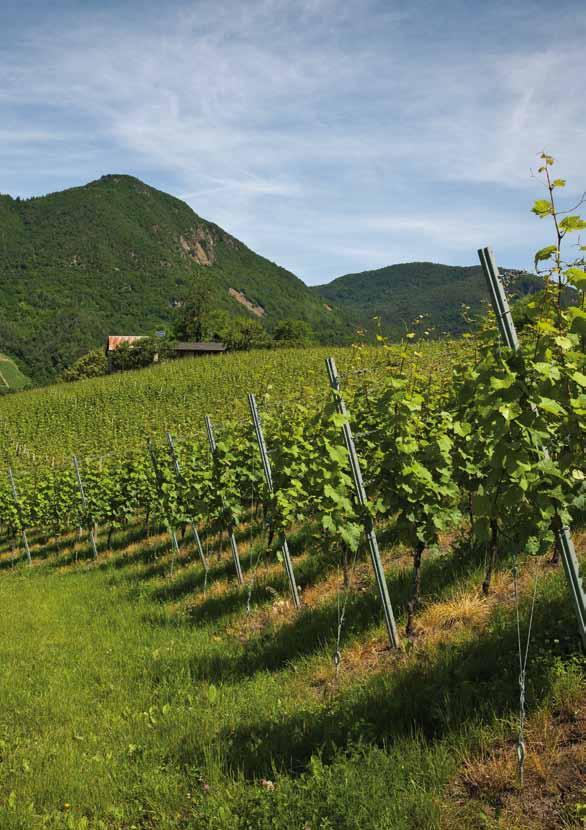 CANCòR RIESLING Trentino Doc Caressed by the warm Ora del Garda breeze, the Cancòr vineyard (Cembra, 480 m ASL) is the ideal zone for the cultivation of the Rhine Riesling grape variety.