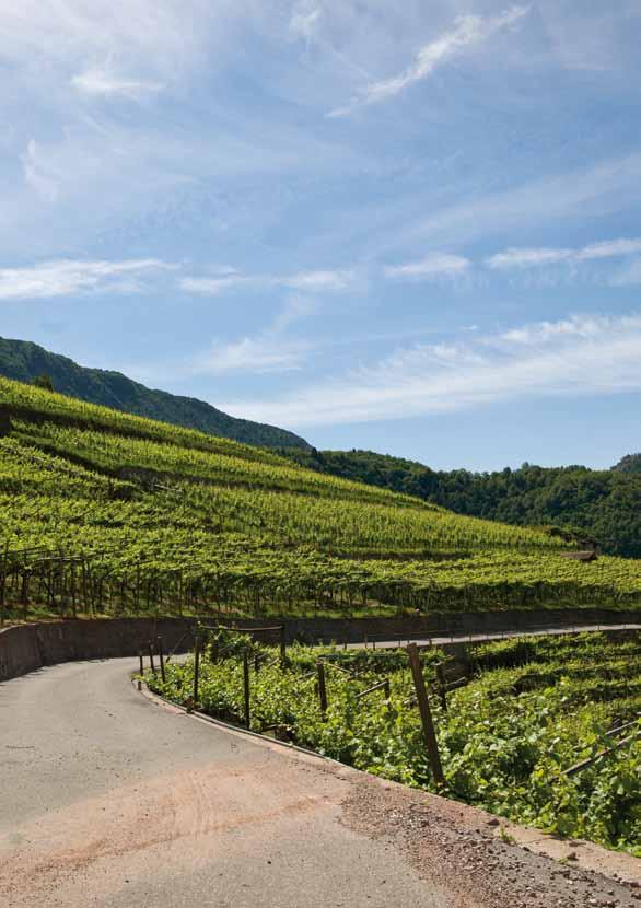 CAMÍN CHARDONNAY Trentino Doc Located on the slopes of Doss Caslir, in the Municipality of Cembra, the Camìn vineyard is set in the ideal zone for the cultivation of the Chardonnay grape.