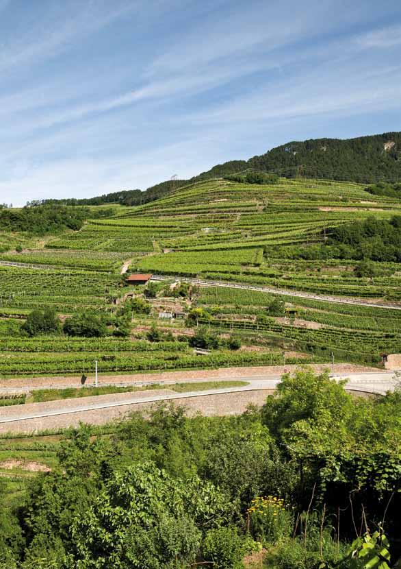 VALTINI SAUVIGNON Trentino Doc The Valtini vineyard is located just below the small village of Palù di Giovo, near to the demarcation line of the Werfenian age sandstones and the red porphyry.