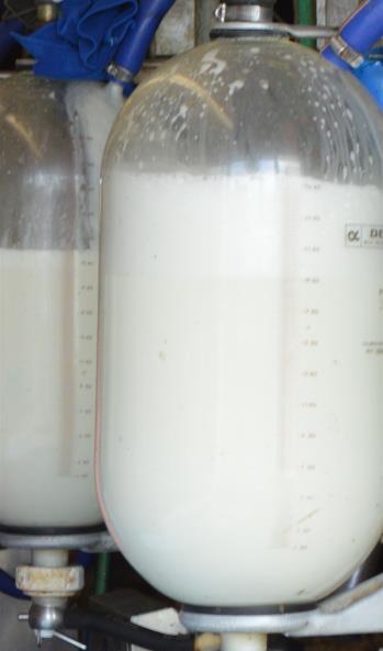 DMI, Milk Production and Components Item Treatment P-Values SEM Control Pearl Millet Treatment DMI, kg/d 29.1 29.0 0.65 0.78 Milk yield, kg/d 51.3 49.6 2.02 <0.001 Milk DMI, kg/kg 1.77 1.72 0.053 0.