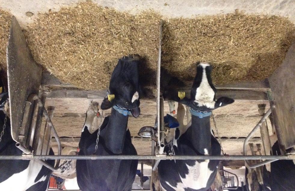 Experimental Design 16 lactating Holstein cows (DIM 65 ± 21 d, BW 630 ± 71 kg) Crossover design experiment with 2 periods Tie-stall housed; twice daily