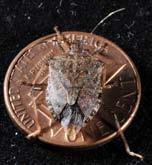 Brown Marmorated Stink Bug Trapping 211 Blacklight Trap and Pyramid Traps Blacklight Trap Only Pyramid Trap Only Brown Marmorated Stink Bug