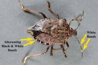 for several years prior to becoming a serious crop pest Find in Elkhart Co.