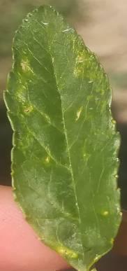 Fig.5 Initiation of oak leaf