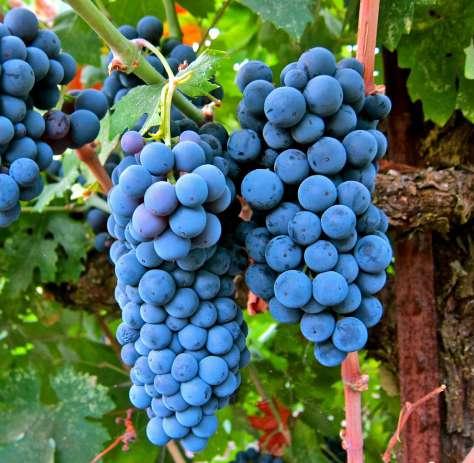 Merlot has been used for hundreds of years because of it easy-drinking calming quality.