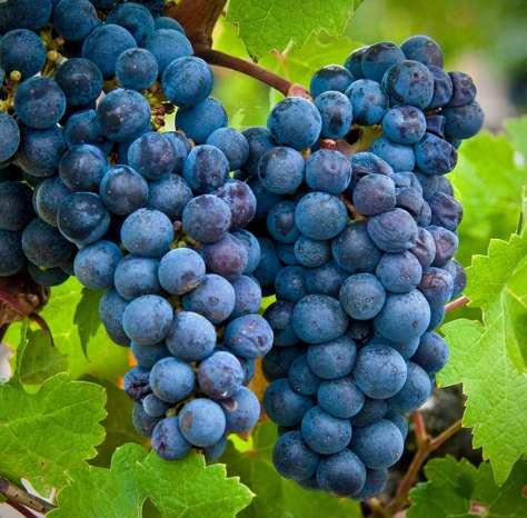 You will find Cabernet Sauvignon blended in very small amounts with Sangiovese to make the contemporary Super Tuscan style wine.