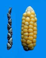 Corn Ancestor Corn domestication occurred in modern