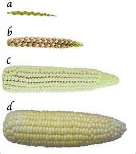 Selection for cob size Selection for plant size Etc.