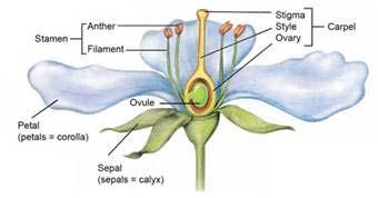 Angiosperm Life Cycle Seed grows plant Plant flowers Fertilization occurs (pollen to stigma) Fruit and seeds develop in