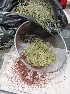 Seed Cleaning Thresh/Sieve Use a pillowcase or thick trash bags Beat seeds