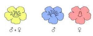 Flower Types Monoecious: Perfect has male and female parts in same flower Example: