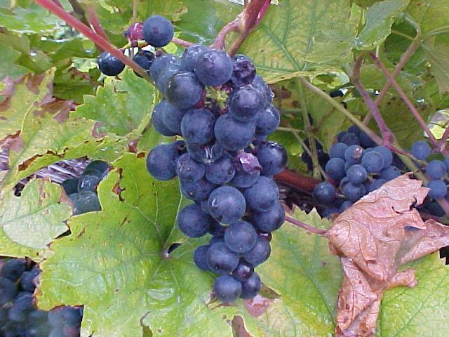 Fruit development on mature grape vines at Peninsular Agricultural