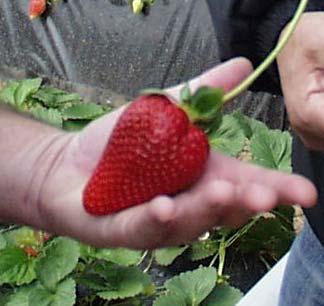Opportunities for strawberry production using new U.C.