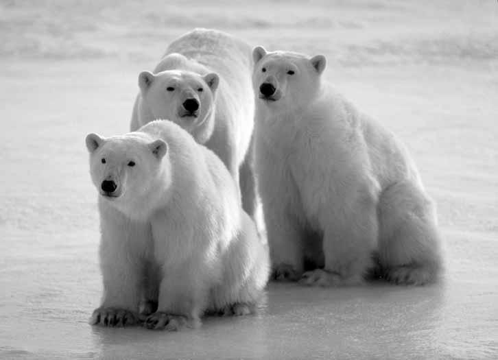 lesson 3 The Polar Bear Before You Read Look at the picture. Read the sentences. Check ( ) True, False, or Don t Know.