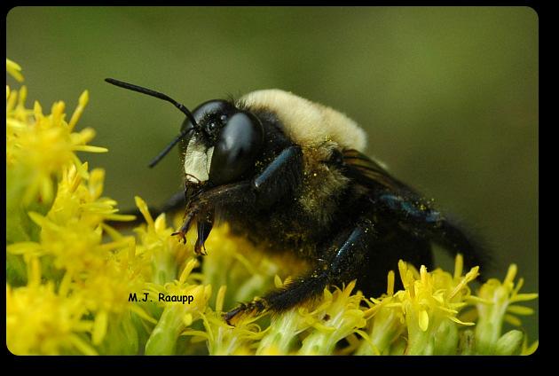 Additional Pollination Terms Open (uncontrolled) pollination: Pollen transferred naturally by Wind, insects, birds, or Pollen transferred directly to stigma within the same flower (self pollination)