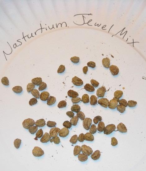 Seed Drying Requirements Spread seeds only 1 or 2 thick Dry in an airy, dry