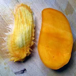 mango, avocado Don t go dormant and need to breathe Must be stored moist Shorter shelf life (a few months) 35 Seed Storage: Dry or Moist