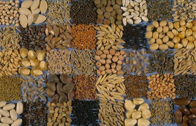 harvest Remember to always LABEL your seed rows, drying plates, and seed containers 49 Seed Saving Has National and Global Importance