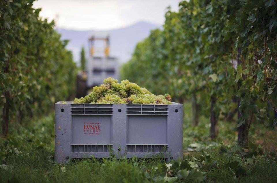 Page 1 of 5 Vermentino - Italy's Sleek and Sexy Seaside White Wine Tom Hyland Contributor i Jul 16, 2018, 09:15am 199 views #Food&Drink Just-harvested Vermentino grapes at the vineyards of Cantine