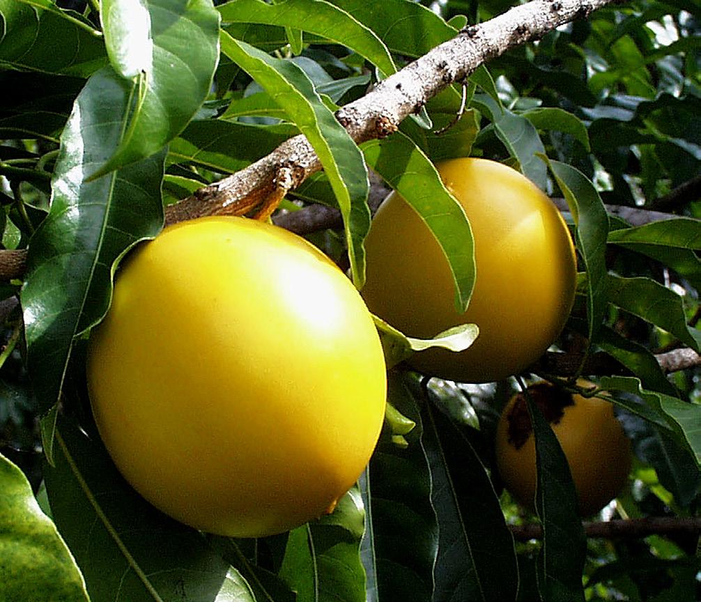 The tough, leathery skin can be easily bruised, but if handled carefully the fruit has a good postharvest life.