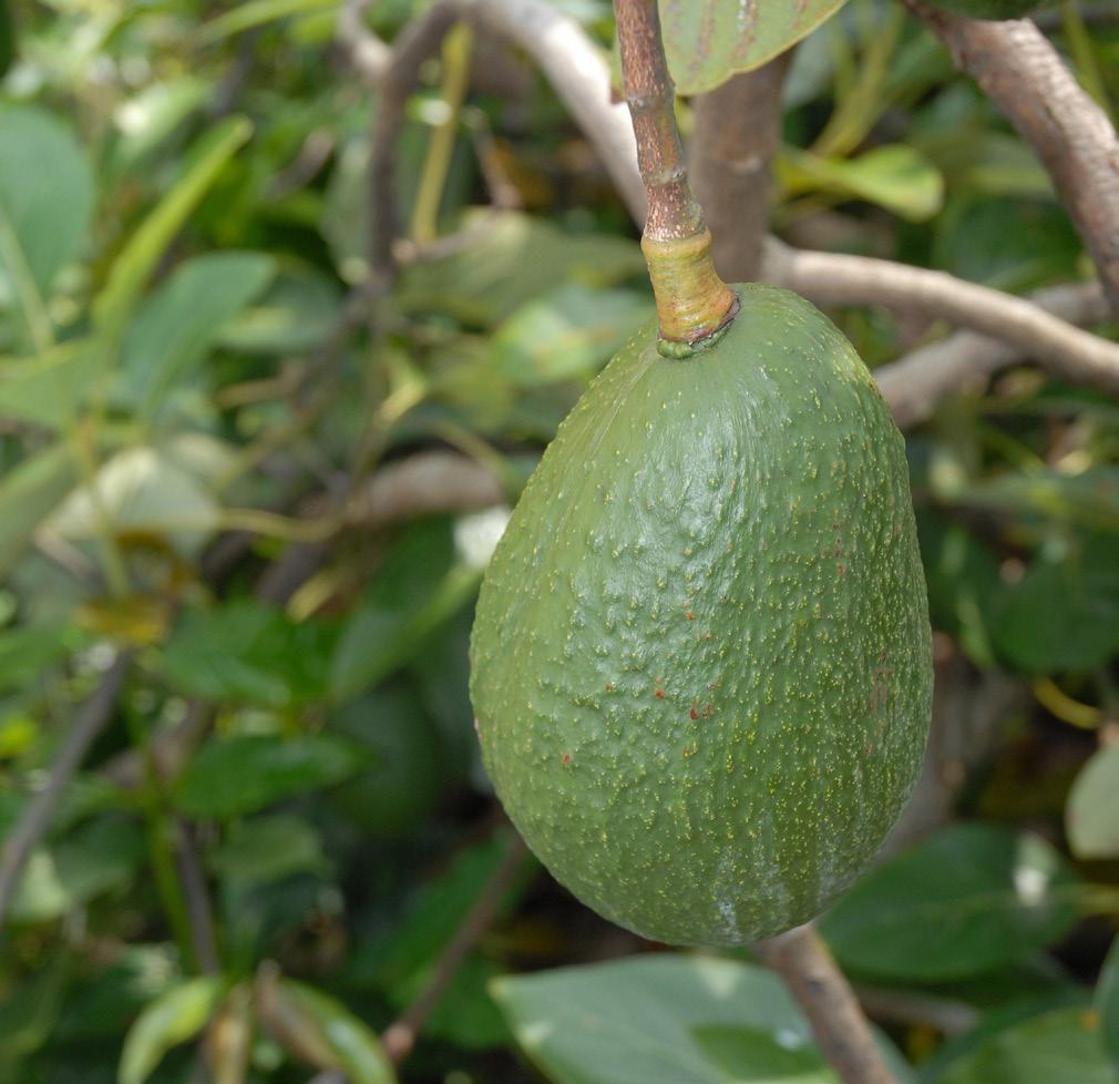 Avocado Persea americana Knowing when to harvest avocados has plagued Hawai i growers for more than a century.
