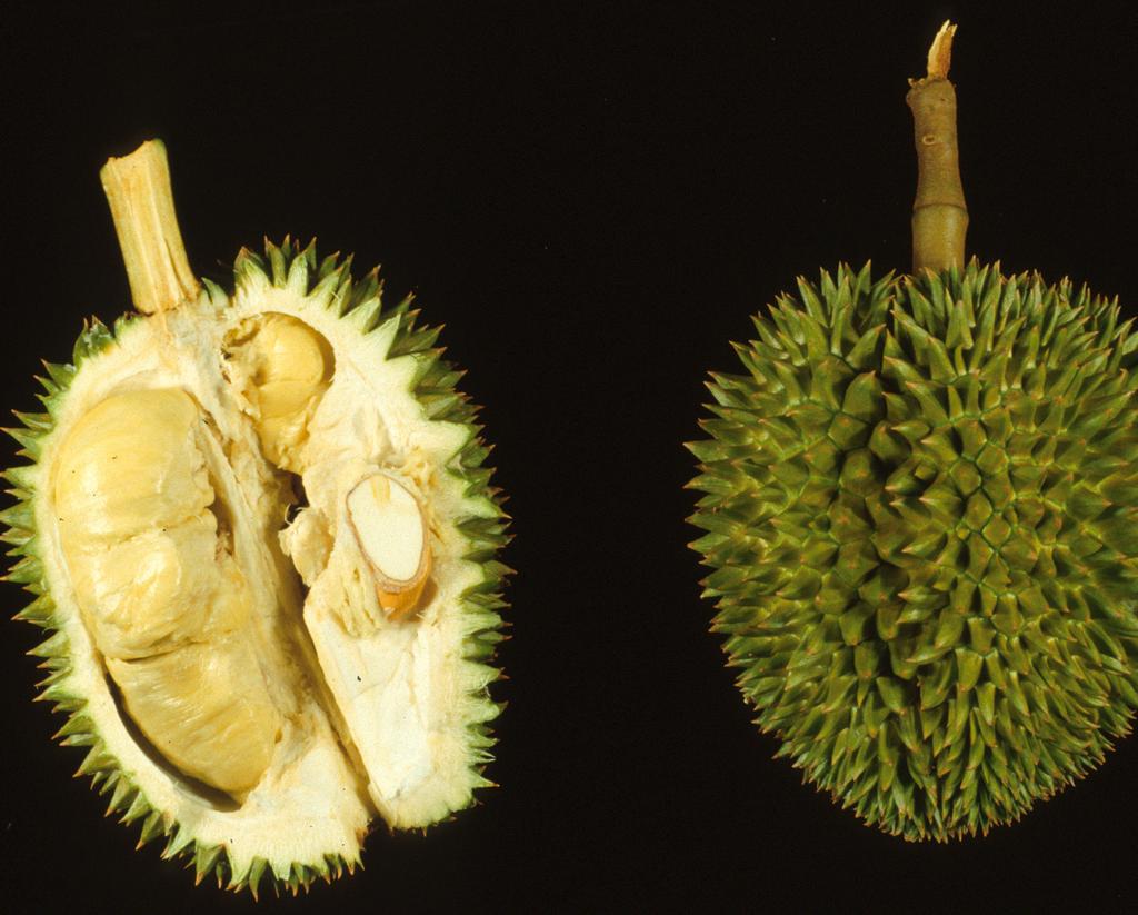 Durian, Durio zibenthinus Jaboticama, Myrciaria cauliflora Durian Durio zibenthinus To prevent natural fruit abscising, fruit may be tied to the limb or harvested at maturity before fruit drop occurs.