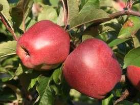 Maturity: End of July Resistance: Medium resistant to frost, on average, apple scab, powdery mildew sensitive medium. Gloster German variety.