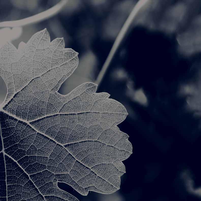 VINEHEALTH AUSTRALIA SAFEGUARDING OUR WINE INDUSTRY THE PHYLLOXERA AND GRAPE INDUSTRY BOARD OF SOUTH AUSTRALIA (TRADING AS VINEHEALTH AUSTRALIA) IS COMMITTED TO MINIMISING THE RISK OF PESTS AND
