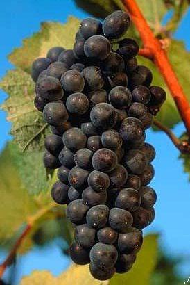 TURRENTINE Market Update April 3, 2019 Telephone: 415.209.9463 In a short time, April 10th to be specific, the NASS will release their Final 2019 California Grape Crush Report.