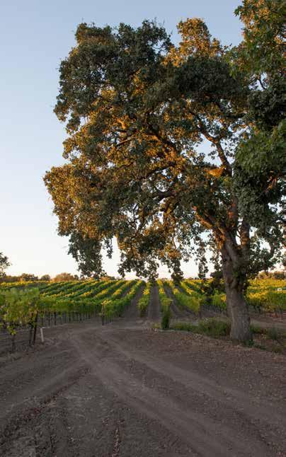 Thirty-five acres of chardonnay, pinot noir, and pinot gris vineyards that had been planted in 1996 weathered the El Niño storms, and it was