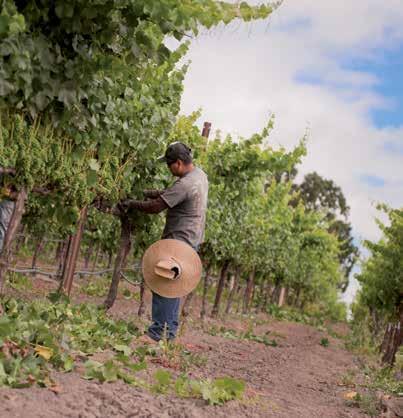 From winter pruning, through spring bloom and final September pick decisions, Balletto Vineyards controls every decision, from big to tiny,