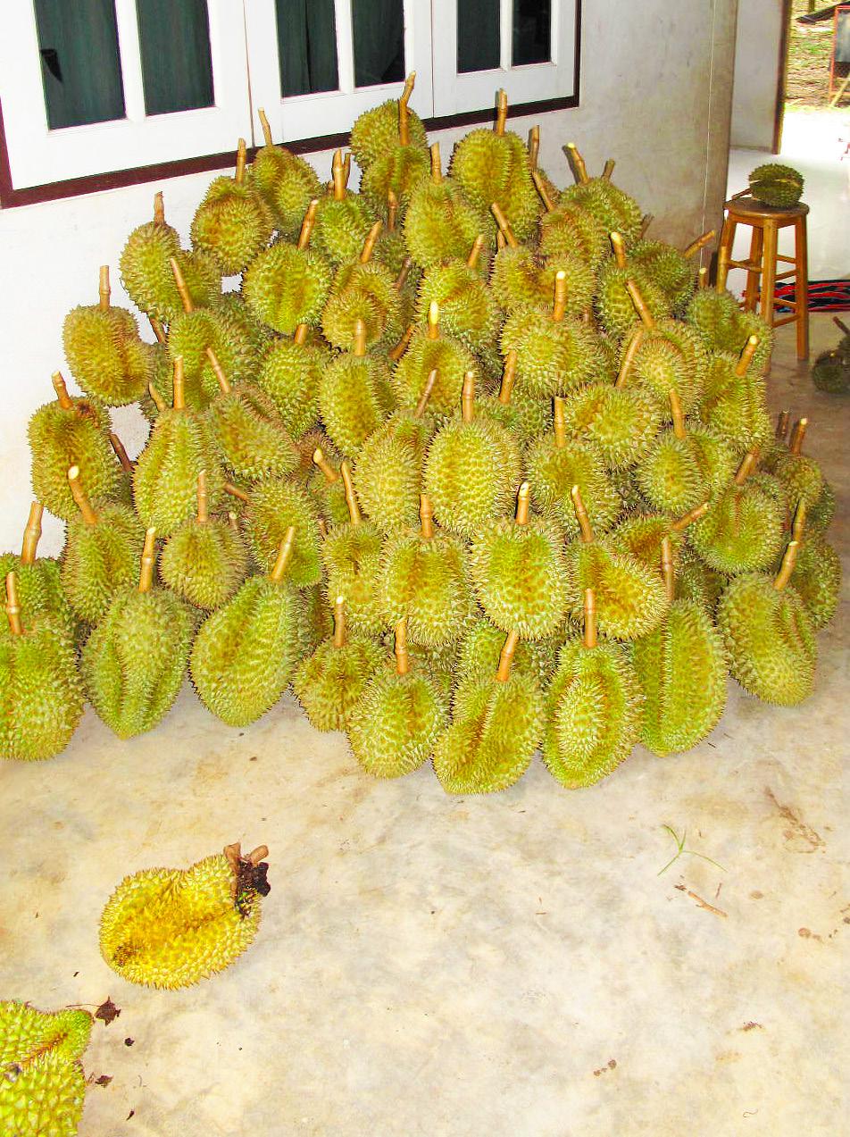 King of Fruits Stinks Throughout Asia, durian is considered the King of Fruits. Unfortunately, some say it smells like a combination of garlic, garbage and old sox.