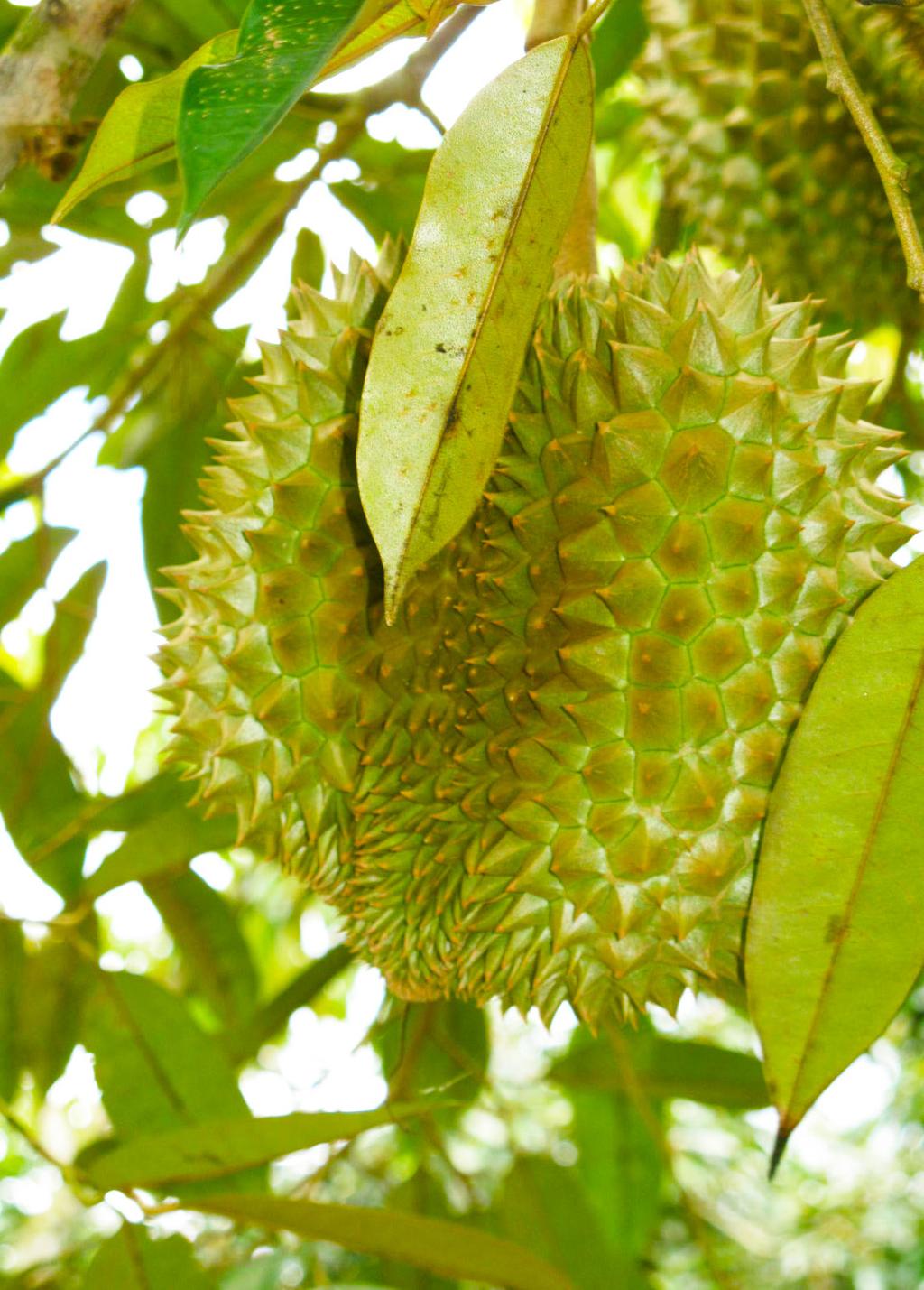 Strangely, durian smells the worst far away and much better when you get closer to it. Once you eat it, you never think about the smell again.