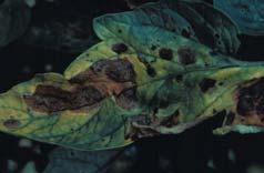 lycopersici (Septoria leaf spot) Alternaria