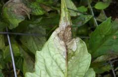 (early blight, Septoria leaf spot) Remove and