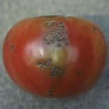 (late blight) Remove and destroy Infected plants, fruits, tubers Volunteer tomato and potato plants Weed hosts DO NOT use last year s potatoes as seed potatoes DO use certified seed