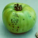 plantpath.wisc.edu/wivegdis/) Apply at 7-14 day intervals Bacterial Tomato Diseases Pseudomonas syringae pv. tomato (bacterial speck) Xanthomonas spp.
