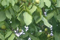 Black walnut Butternut Hickory Affected