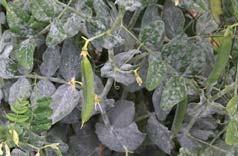 Powdery Mildew Plant resistant varieties (where