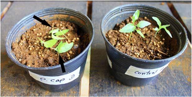 Fig. 5 (Slide 5) Pathogenicity test with inoculated seedlings (left) showing wilted stems