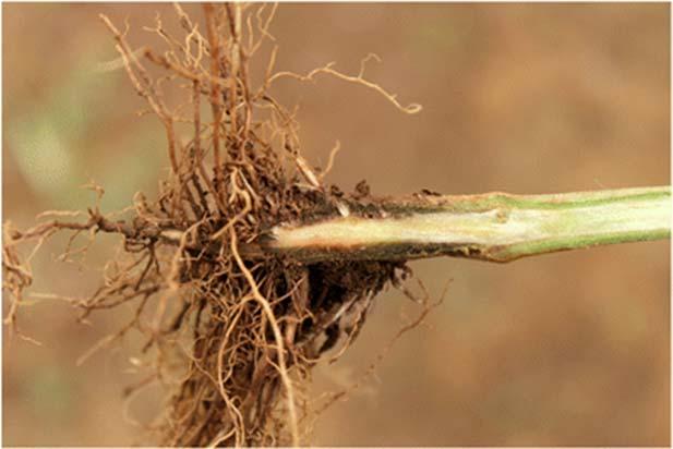 Fig. 1 (Slide 1) Stem and root system of chilli plant with cortical