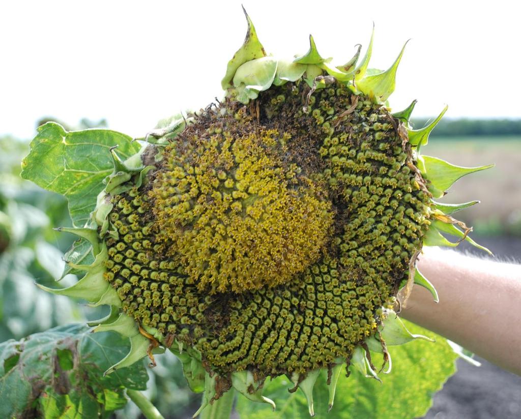 Sunflower seed maggot