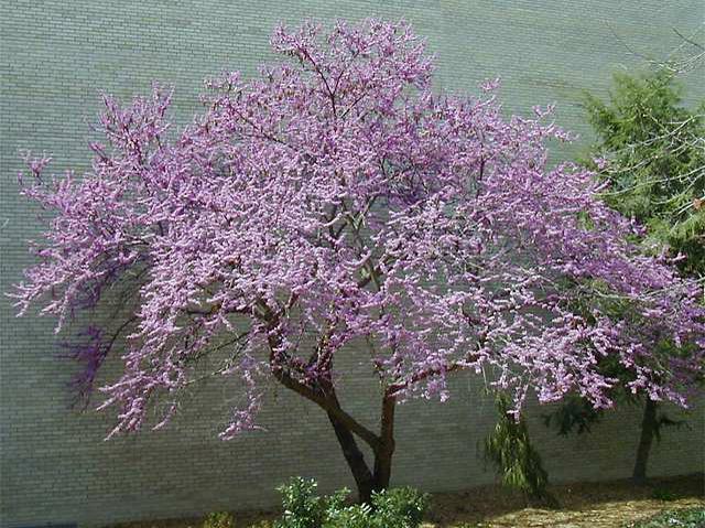 small flowering tree (native) height at maturity: 20-30 feet spread at maturity: 25-35 feet growth rate: fast light requirement: full/partial sun characteristics: dark green heart-shaped