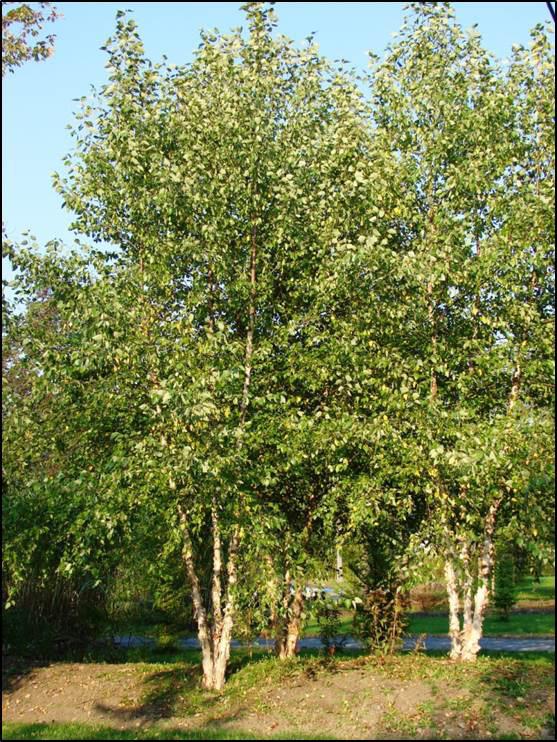 large shade tree (native) height at maturity: 40-70 feet spread at maturity: 40-60 feet growth rate: fast light requirement: full/partial sun soil: moist to wet soil