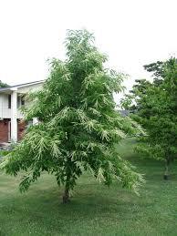 medium flowering tree (native) height at maturity: 20-50 feet spread at maturity: 20-25 feet growth rate: medium light requirement: full sun soil: acidic, loamy, moist, sandy, well-drained and clay