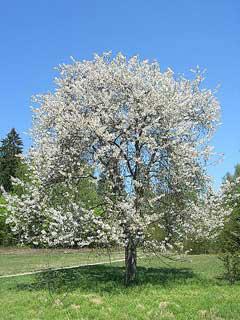 fruit and small flowering tree height at maturity: 15-30 feet spread at maturity: 15-30 feet growth rate: medium light requirement:
